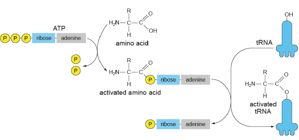 Diagram showing tRNA activation process: ATP and amino acid combine, two phosphates are released, forming activated amino acid which transfers to tRNA