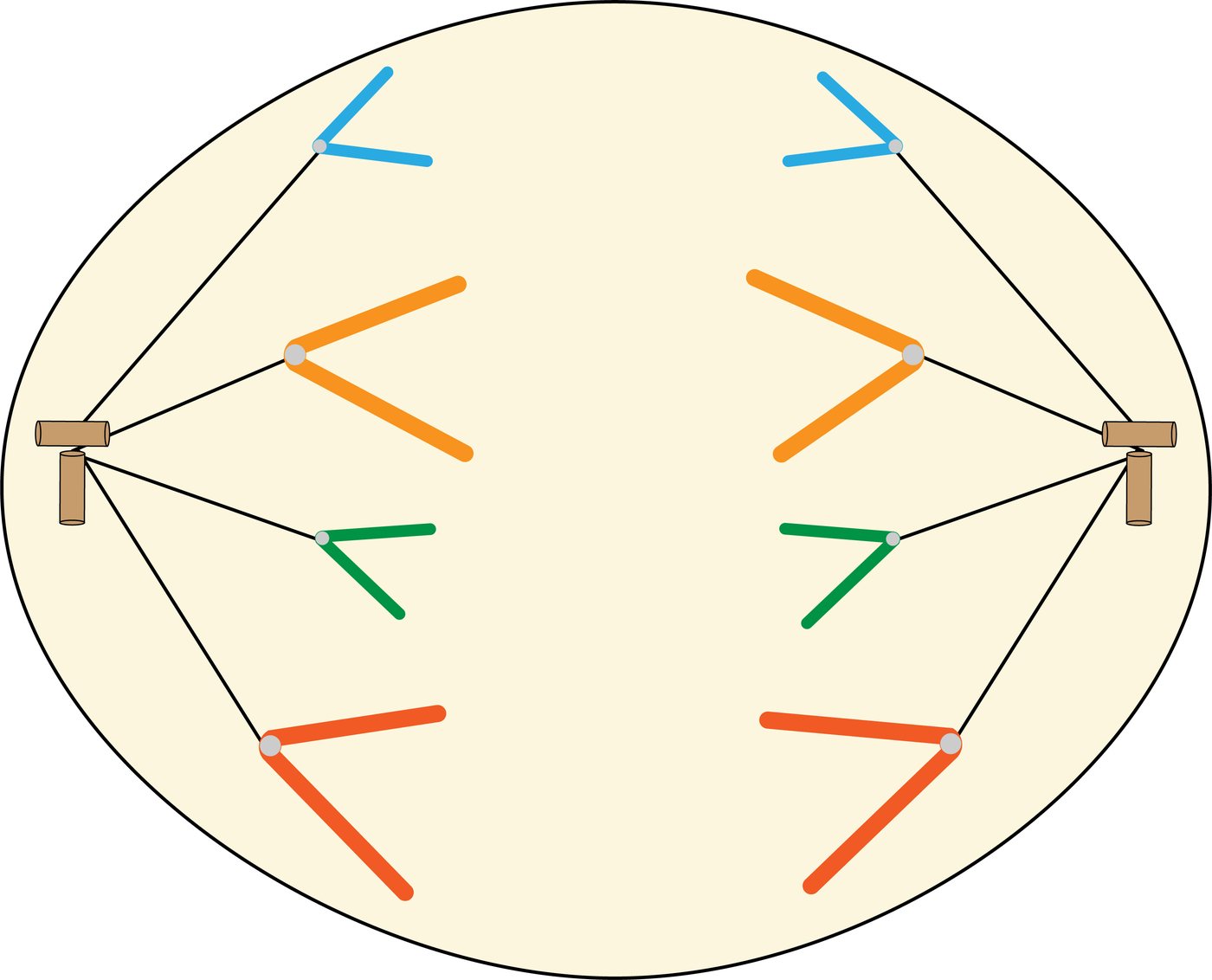 Cell in anaphase showing sister chromatids separated and being pulled to opposite poles, appearing V-shaped with centromeres leading