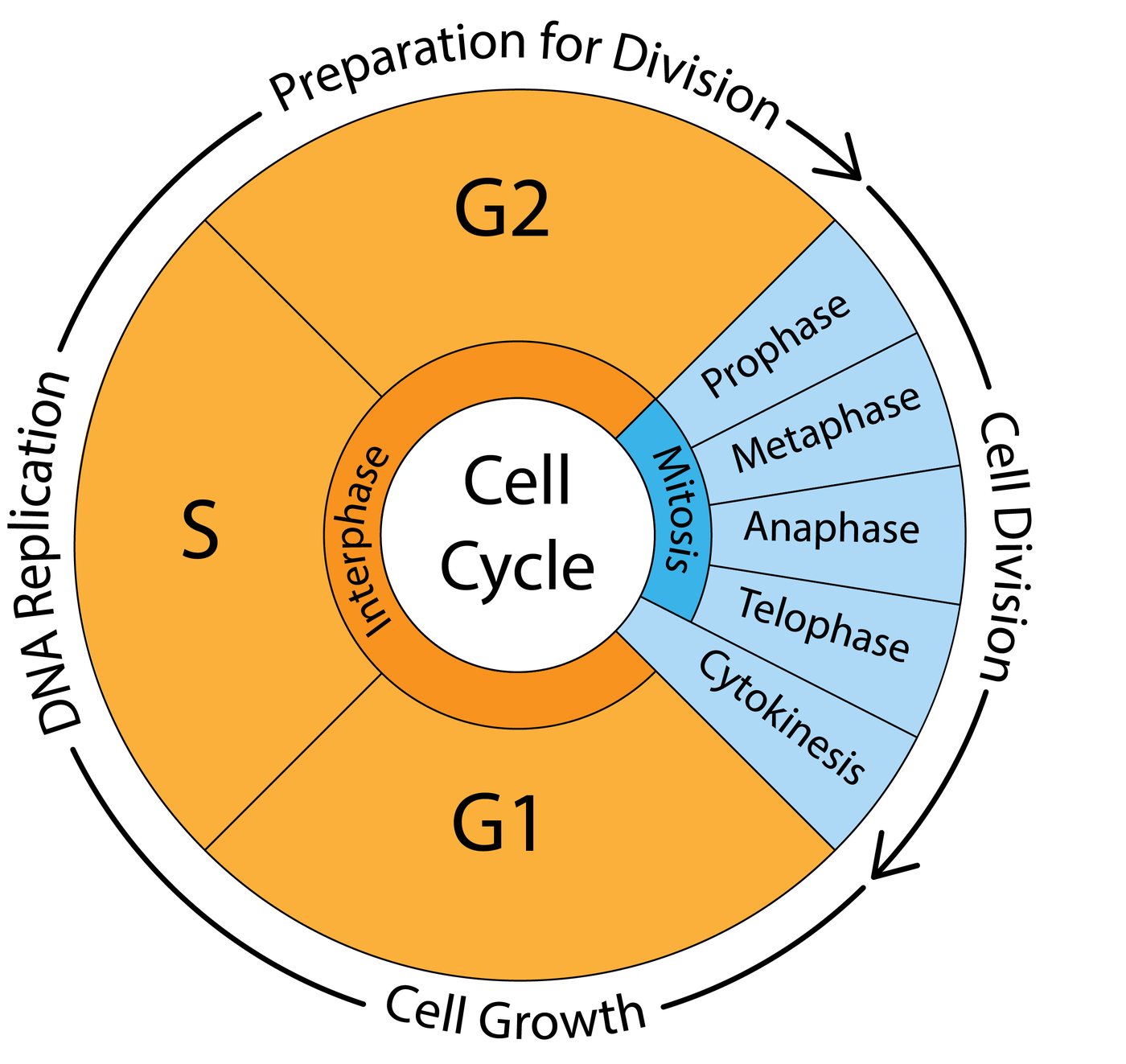Mitosis & the Cell Cycle — A-level Biology | Biology Education