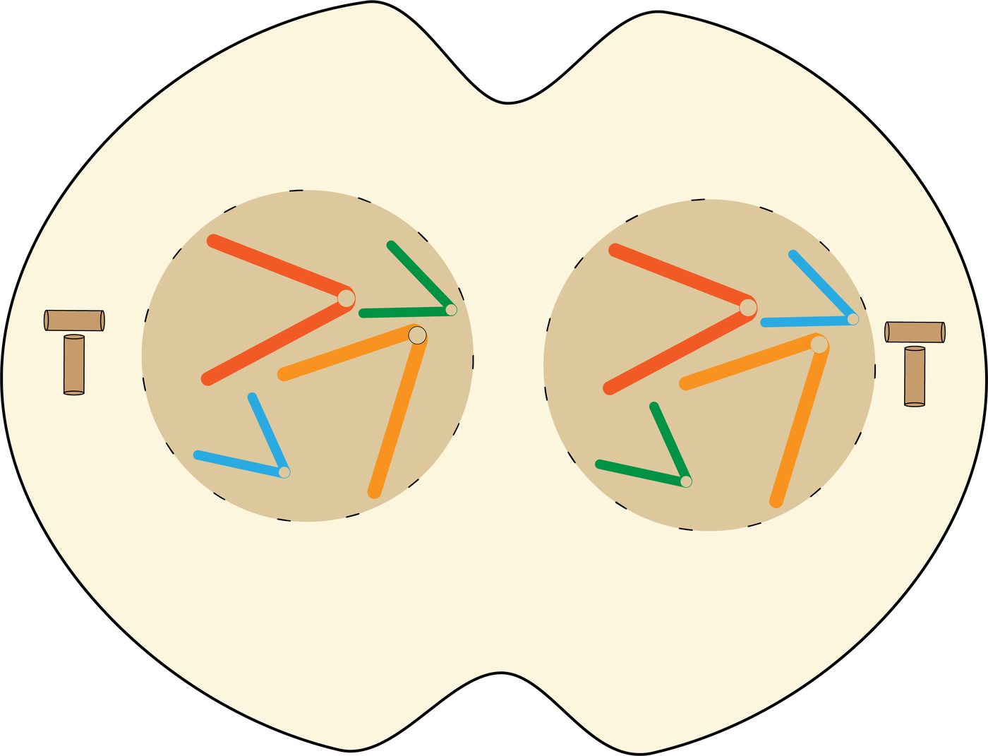 Cytokinesis in an animal cell showing a cleavage furrow pinching the cell into two separate daughter cells, each with a reformed nucleus
