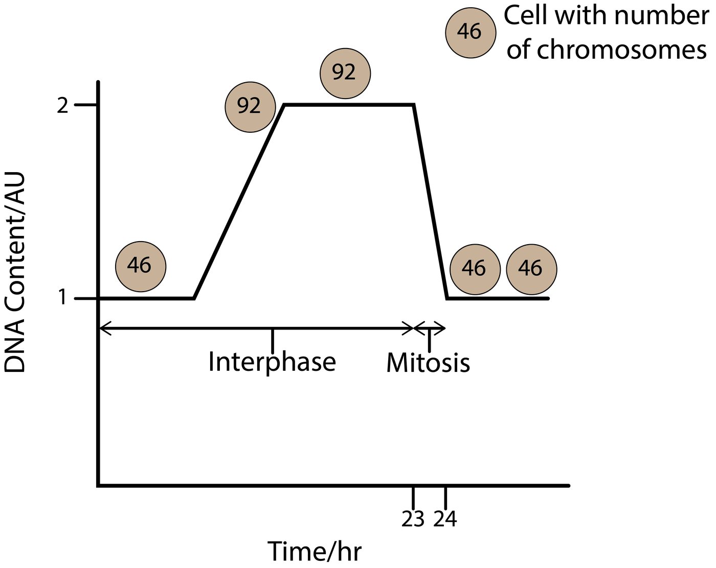 Dna Collection Graph Mitosis & the Cell Cycle — A-level Biology | Biology Education