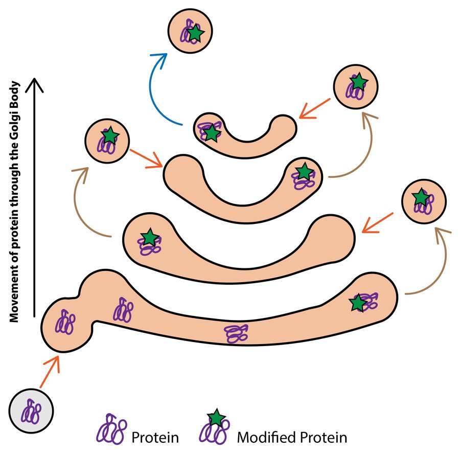 Stage 3 of protein trafficking: the transport vesicle fuses with the bottom cisterna of the Golgi body, the protein moves up through the stacked cisternae by vesicles budding off and fusing above, is modified by adding carbohydrates to become a modified protein, and is finally packaged into a secretory vesicle at the top