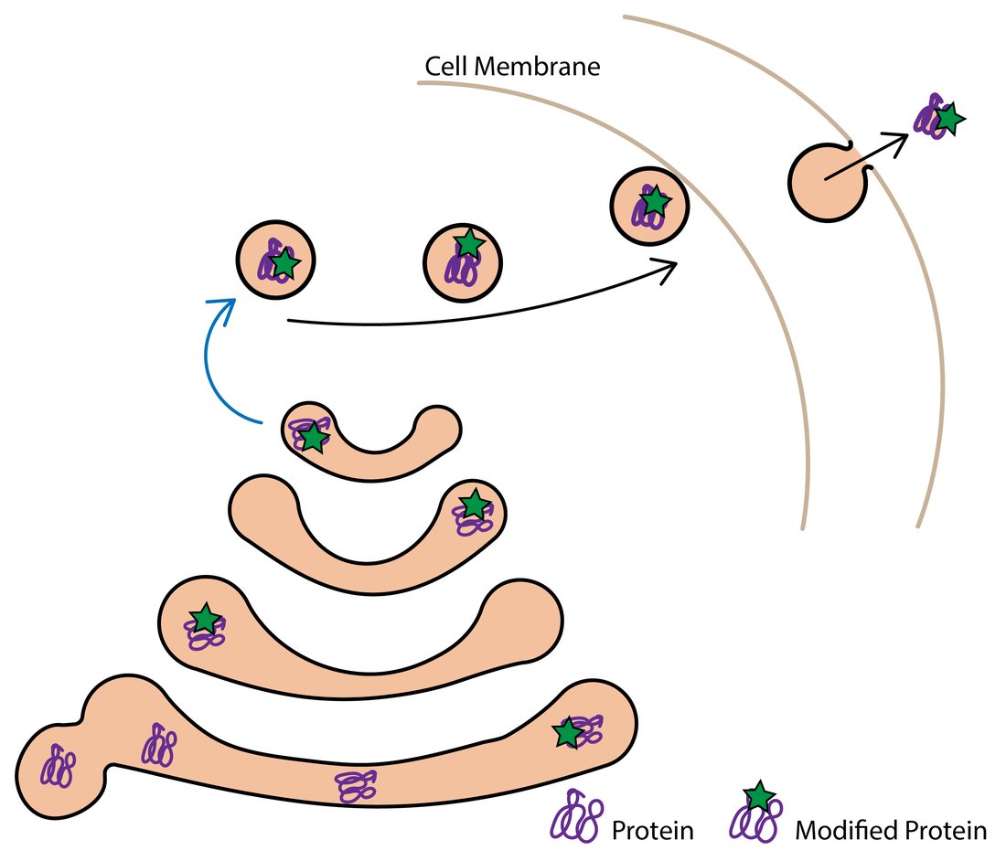 Stage 4 of protein trafficking: the secretory vesicle carries the modified protein through the cytoplasm to the cell membrane, the vesicle membrane fuses with the cell membrane, and the protein is secreted from the cell by exocytosis