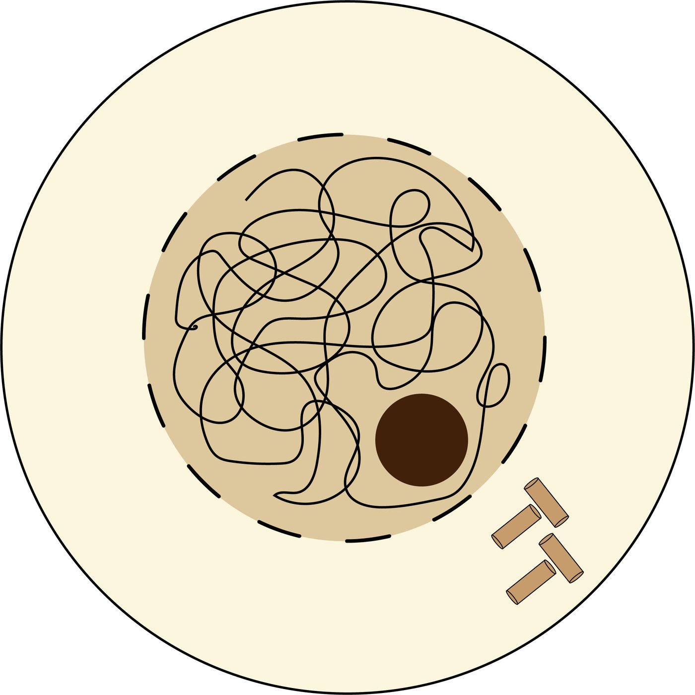 Cell in interphase showing loose chromatin threads, a nucleolus, an intact nuclear envelope and a pair of centrioles