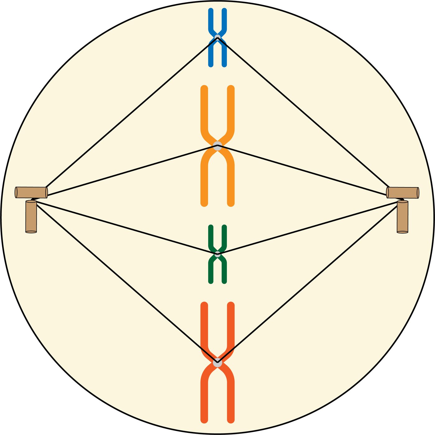 Cell in metaphase with chromosomes aligned along the metaphase plate at the cell equator and spindle fibres from both poles attached to their centromeres