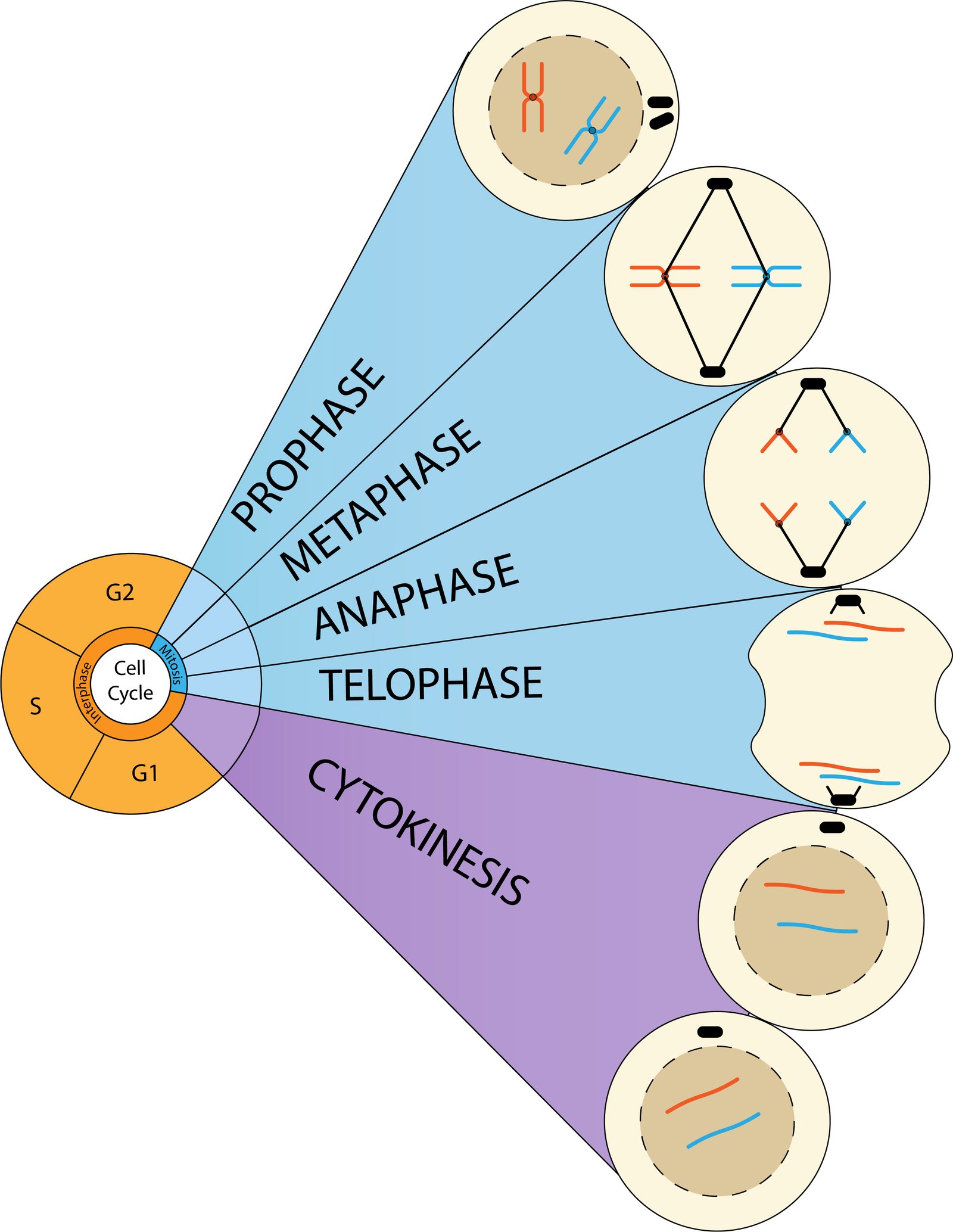 Overview diagram of the cell cycle wheel showing interphase and mitosis, with the phases prophase, metaphase, anaphase, telophase and cytokinesis illustrated as individual cells