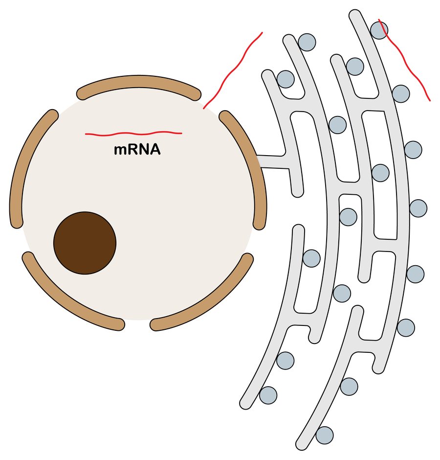 Stage 1 of protein trafficking: the nucleus containing mRNA connected to the rough endoplasmic reticulum studded with ribosomes; mRNA leaves the nucleus and attaches to a ribosome on the surface of the rough ER