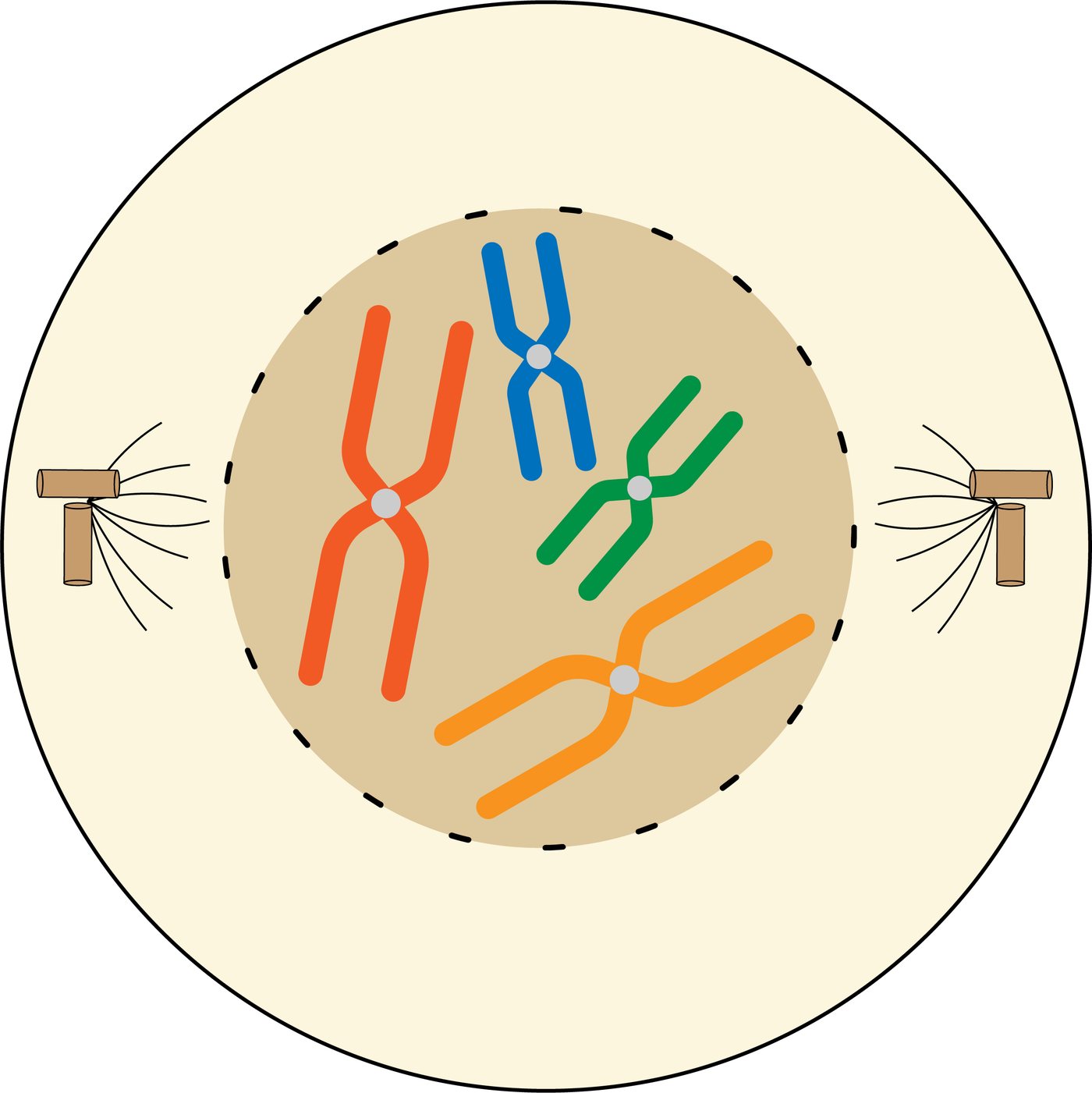 Cell in prophase showing condensed chromosomes each made of two sister chromatids, the nuclear envelope breaking down, and centrioles moving to opposite poles with spindle fibres forming