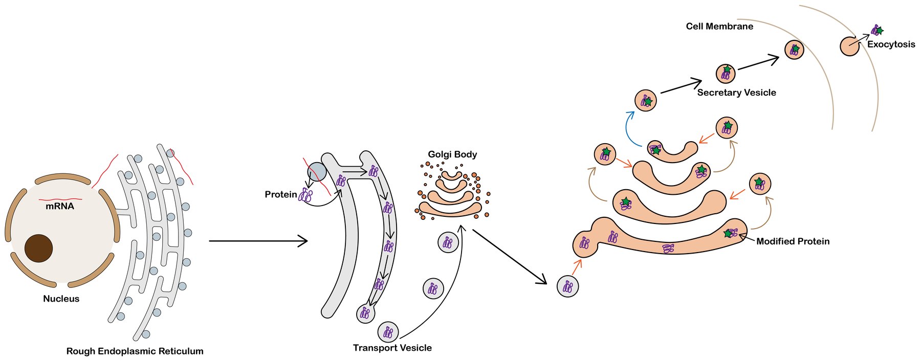 Overview diagram of protein trafficking: mRNA leaves the nucleus and attaches to ribosomes on the rough endoplasmic reticulum, the protein moves in a transport vesicle to the Golgi body where it is modified, then a secretory vesicle carries the modified protein to the cell membrane where it is released by exocytosis