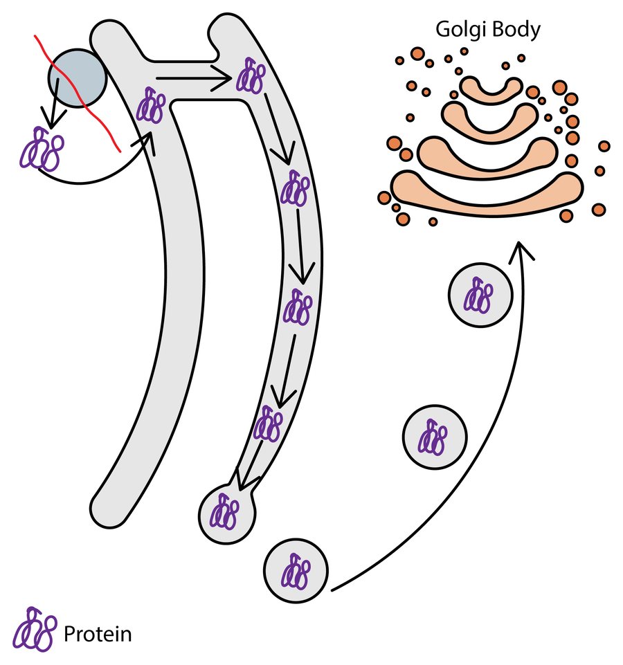 Stage 2 of protein trafficking: a protein is made on the ribosome, enters the cavity of the rough endoplasmic reticulum where it folds, is transported along the cisternae, then a vesicle buds off to form a transport vesicle that carries the protein to the Golgi body