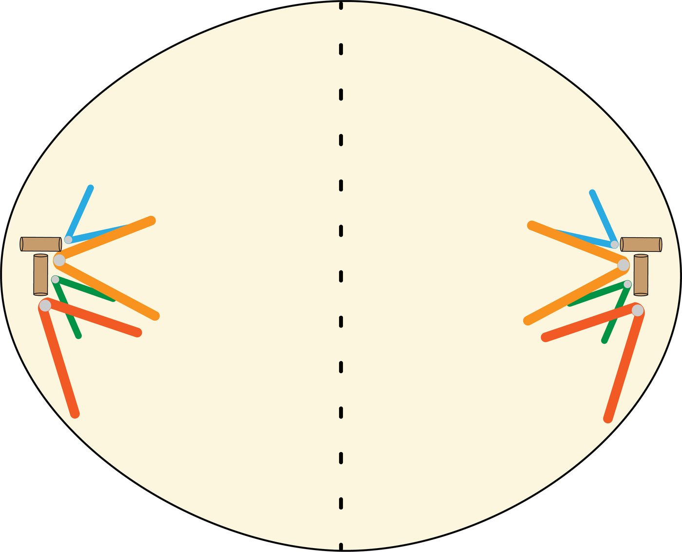 Cell in telophase with two groups of chromosomes at opposite poles, the cell elongated and beginning to pinch in the middle