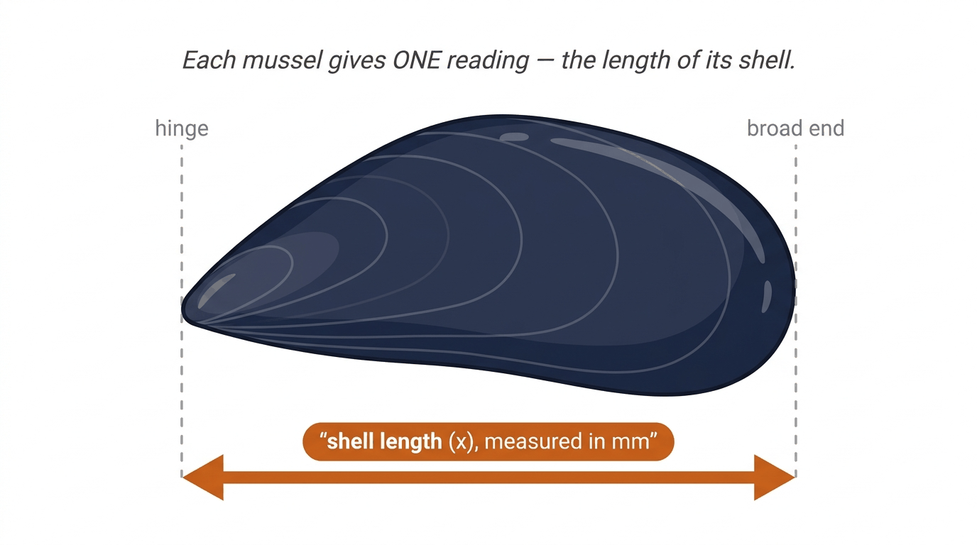 A single mussel shell shown side-on, dark navy and wedge-shaped, with the narrow hinge end on the left and the broad end on the right. A horizontal double-headed arrow beneath it shows the shell length, labelled shell length x measured in mm — the one reading taken from each mussel.